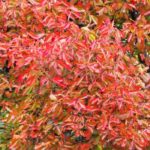 Nyssa, Tupelo o Gommier noir: plantación y cuidados