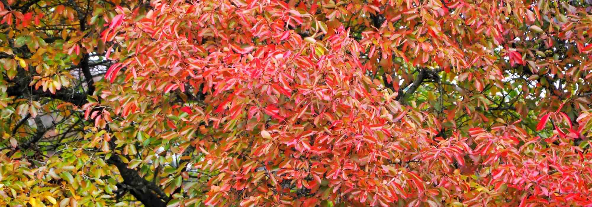 Nyssa, Tupelo o Gommier noir: plantación y cuidados