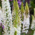 Eremurus - Cola de zorro: plantar y cultivar
