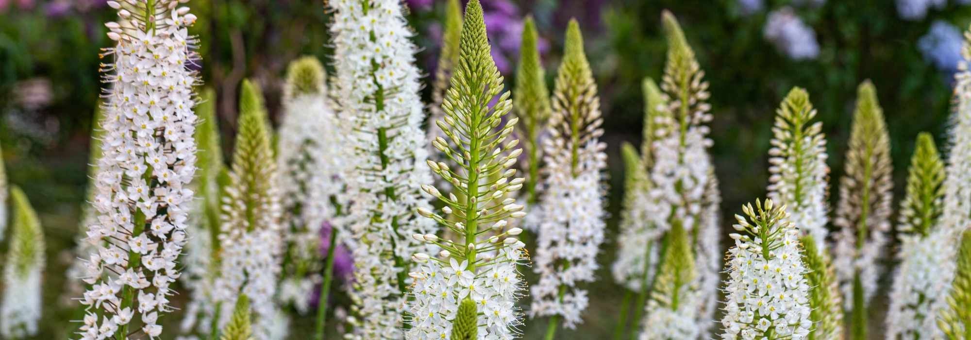 Eremurus - Cola de zorro: plantar y cultivar