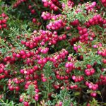 Gaultheria: plantar, cultivar y cuidar