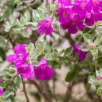 Leucophyllum: plantar, cultivar y cuidar