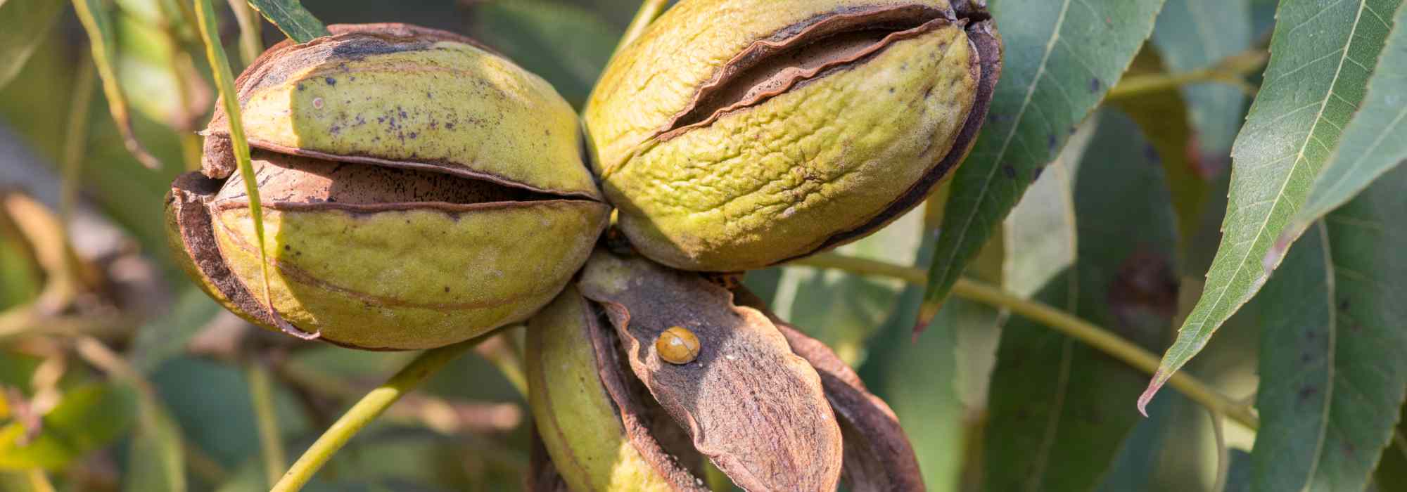 Nuez americana, nogal común: cómo plantarlo y cultivarlo