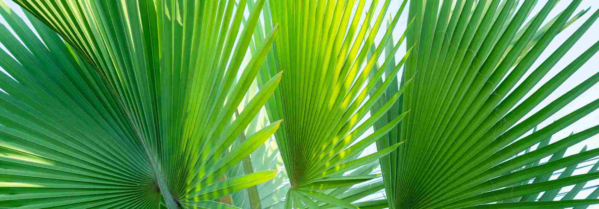 Pritchardia - Palmera: plantar y cultivar