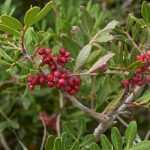 Pistacho, pistacia: plantación y cuidados