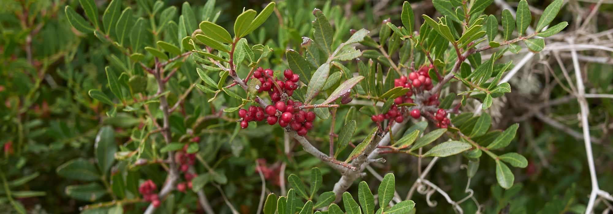 Pistacho, pistacia: plantación y cuidados