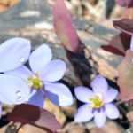 Jeffersonia: plantación, cultivo