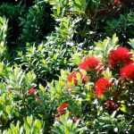 **Metrosideros: plantar y cultivar**