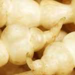 El crosne, sembrar, cultivar y cosechar