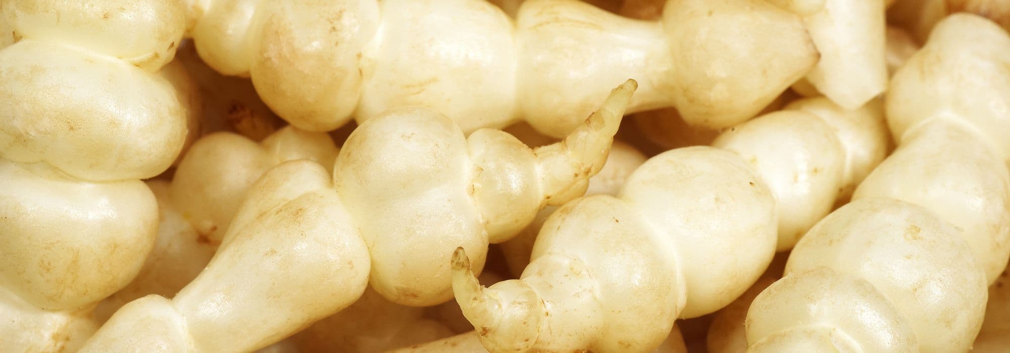 El crosne, sembrar, cultivar y cosechar