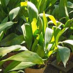 Aspidistra: cultivo y cuidados