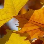 Plátano: plantar, podar y cuidar