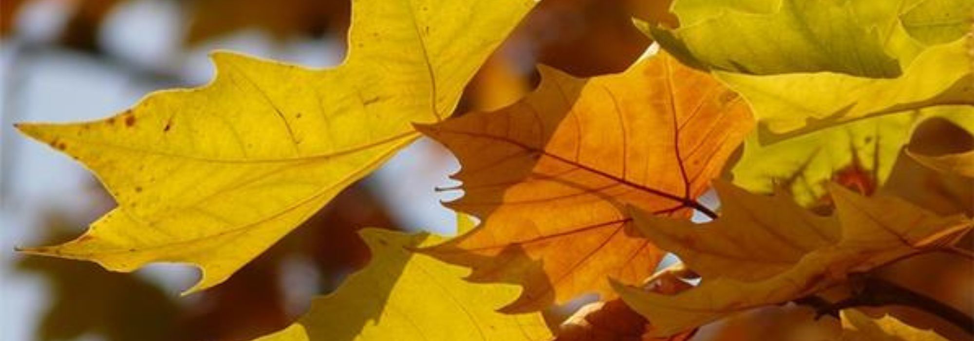 Plátano: plantar, podar y cuidar