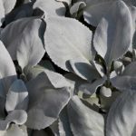 Senecio: plantación y cuidados