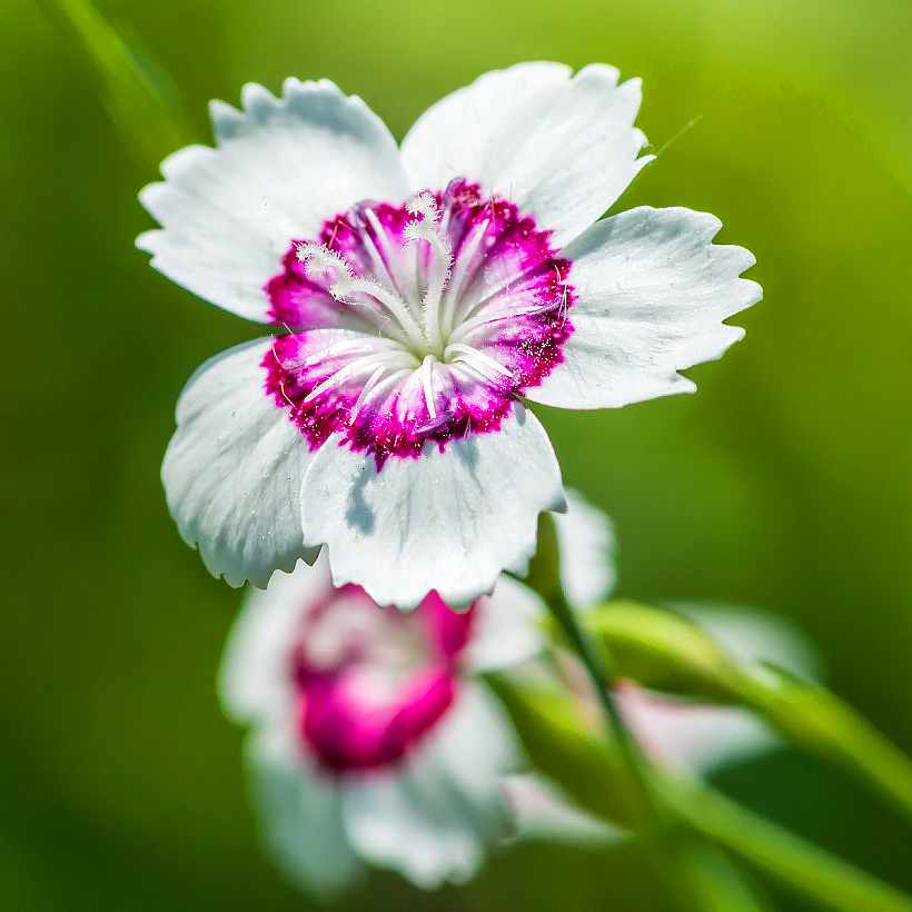Semillas de Dianthus - Claveles