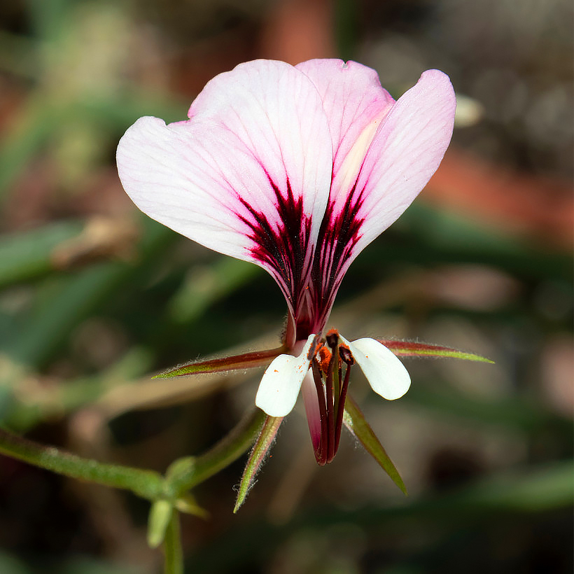 Semillas de geranios Pelargonium