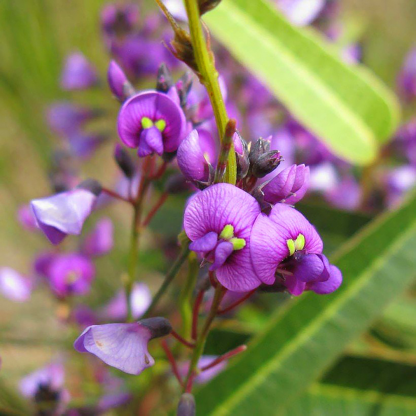 Hardenbergia - Zarzaparrilla australiana