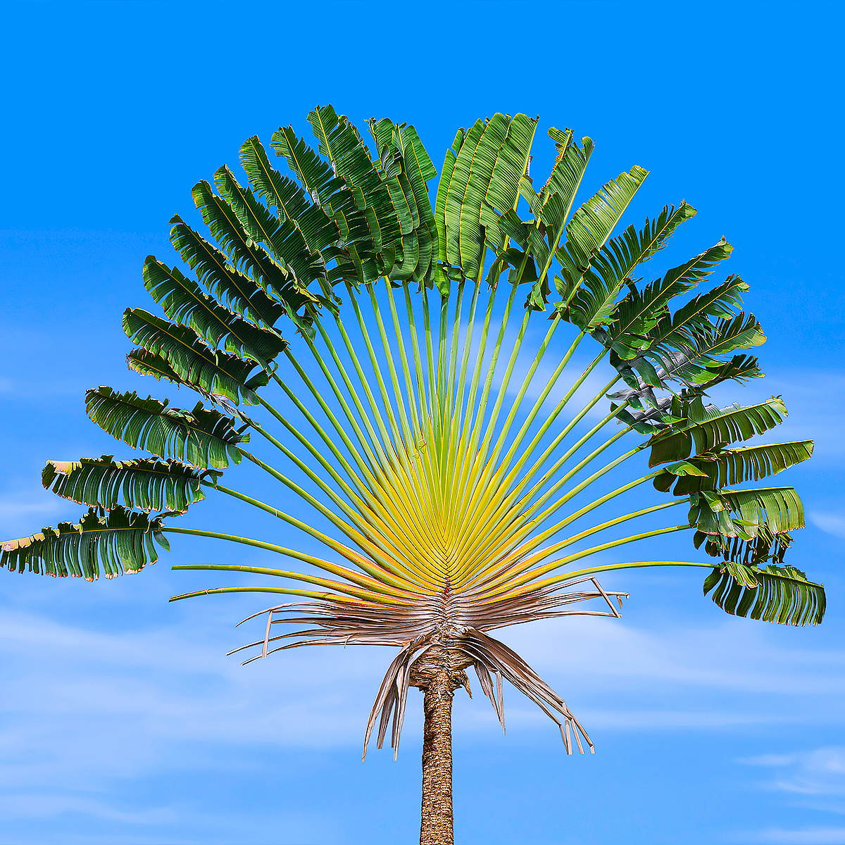 Ravenala - árbol del viajero